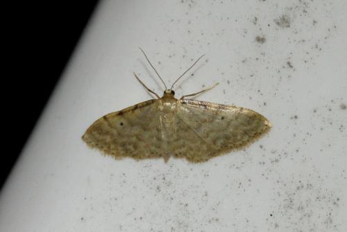 Idaea fuscovenosa